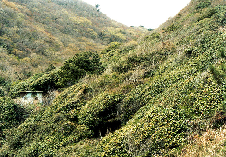 Gadeokdo Camellia Colony