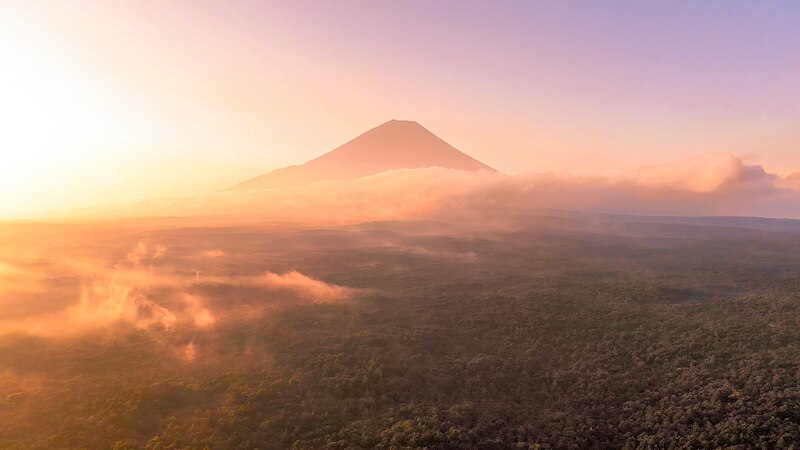 Aokigahara