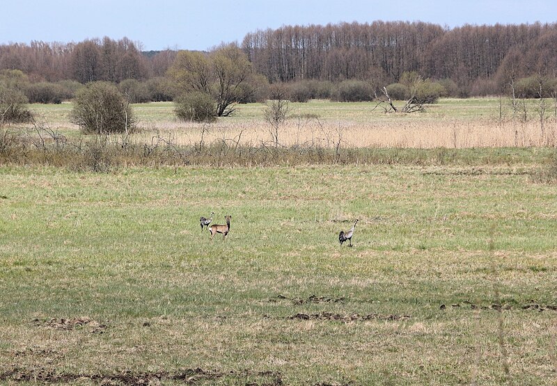 Narew National Park