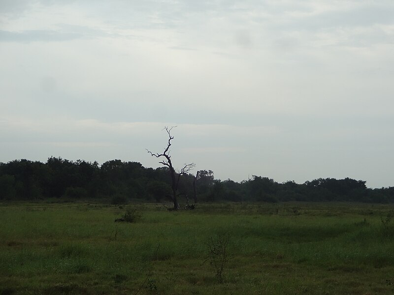 Kaudulla National Park
