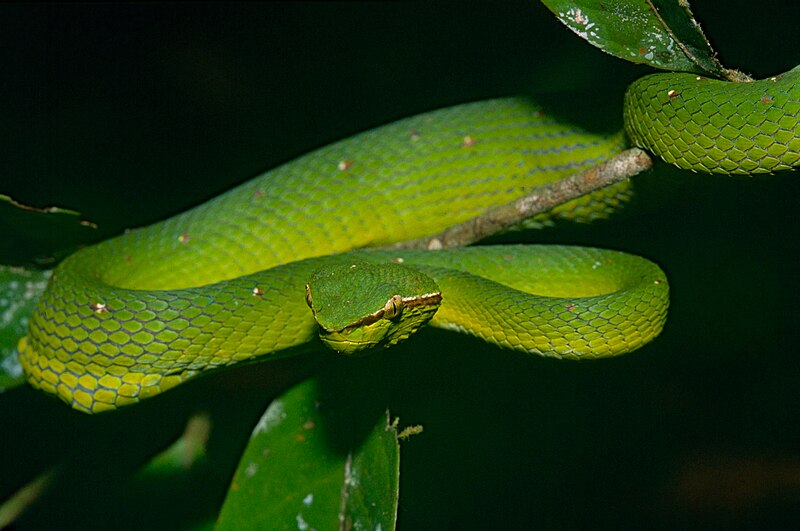 Lambir Hills National Park