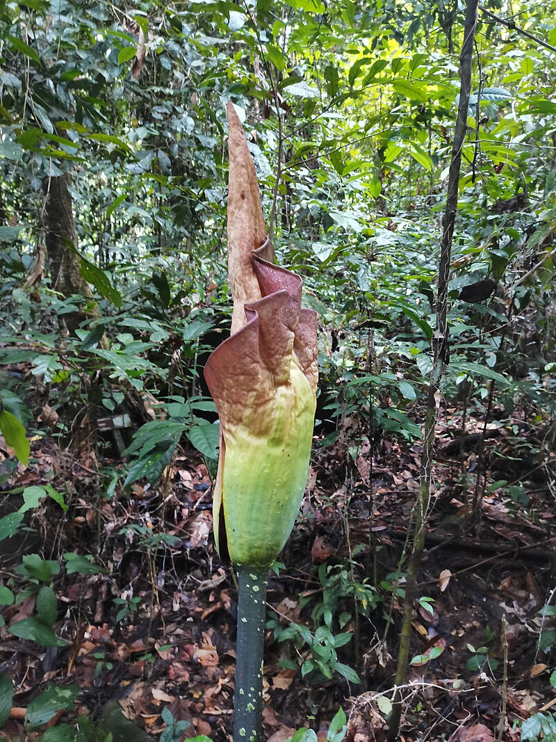 Gunung Gading National Park