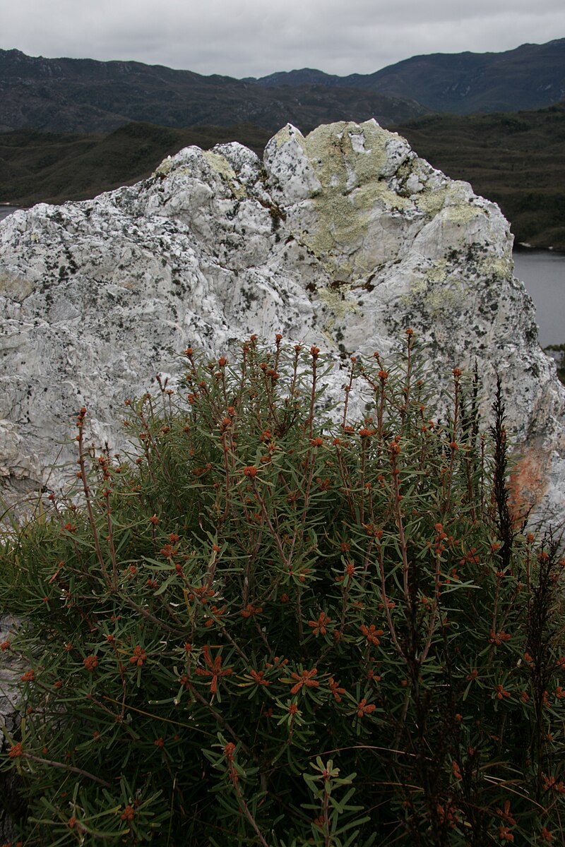 Lake Pedder