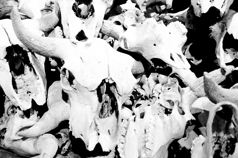 Head-Smashed-In Buffalo Jump