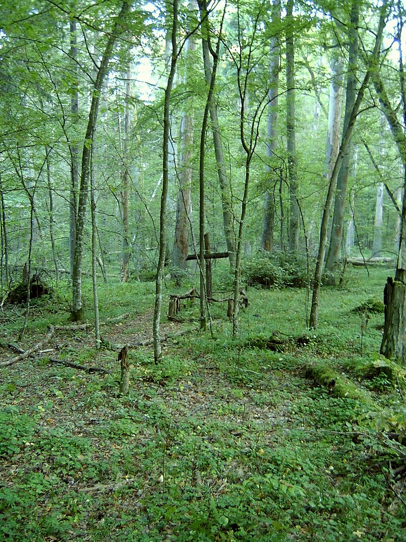 Białowieża National Park