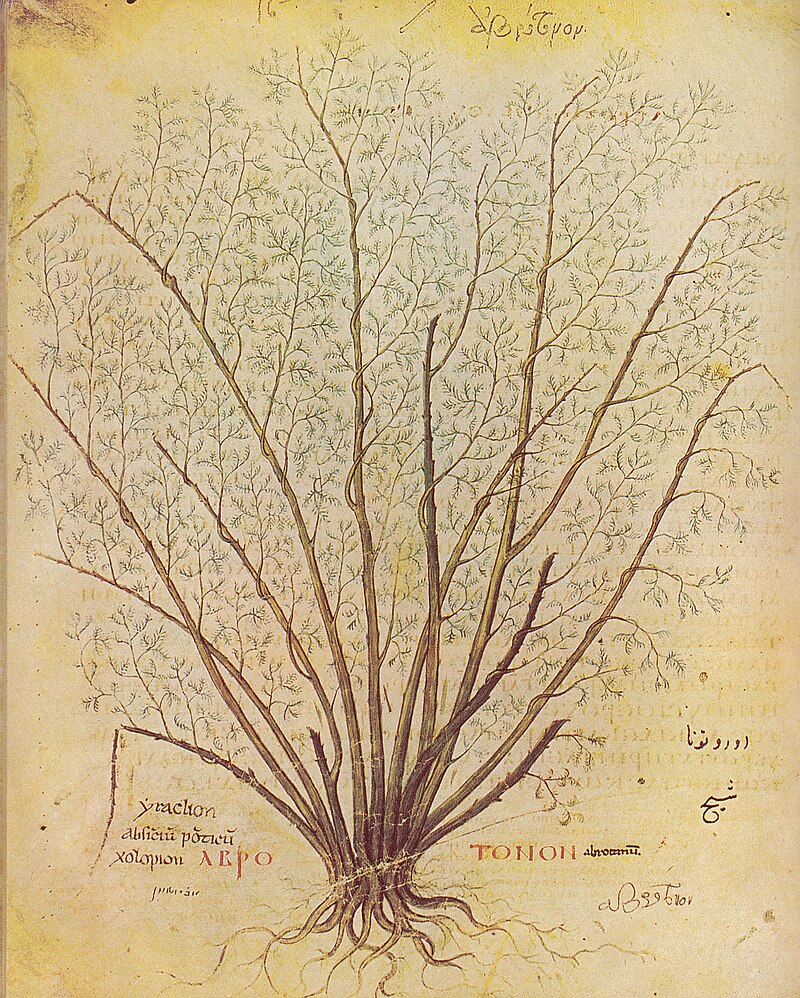 Vienna Dioscurides