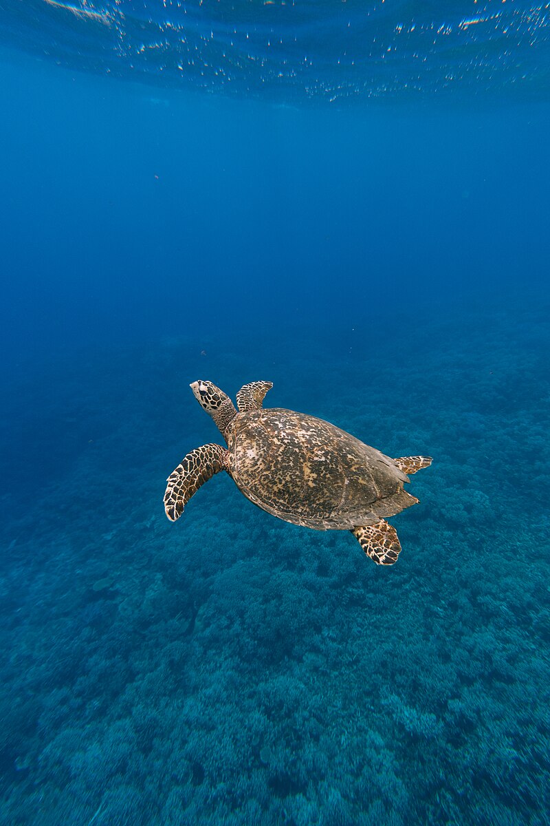 Iriomote-Ishigaki National Park