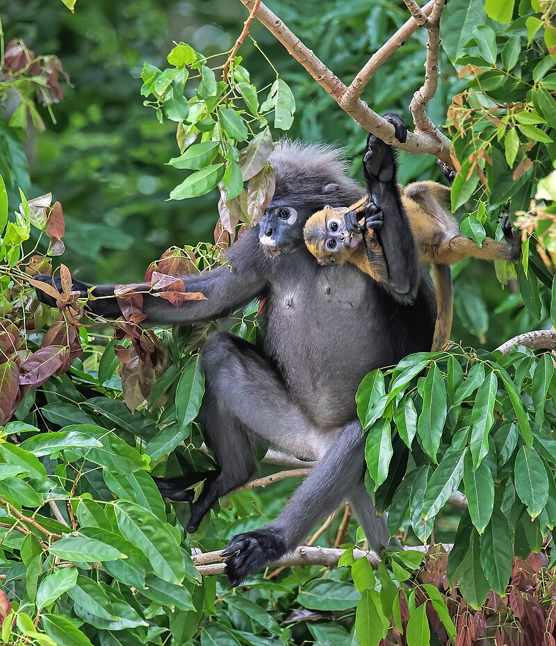 Penang National Park
