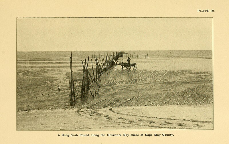 Delaware Bay