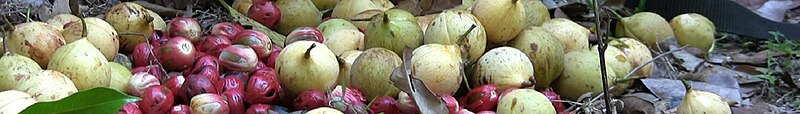 Banda Islands