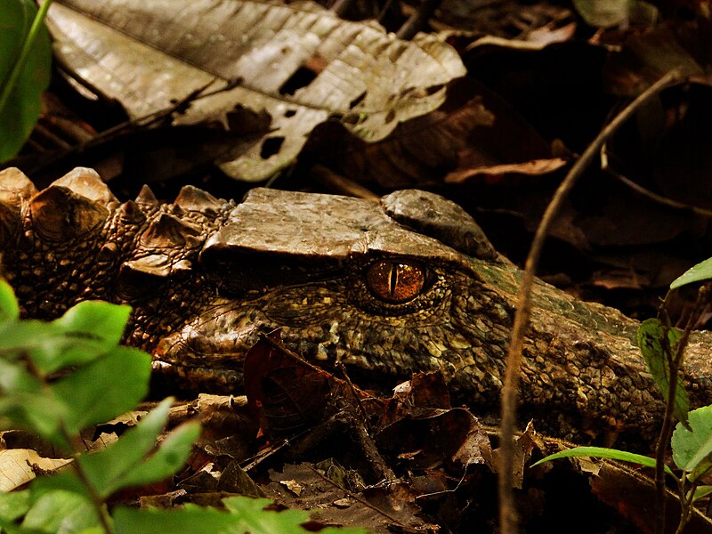 Serra do Pardo National Park