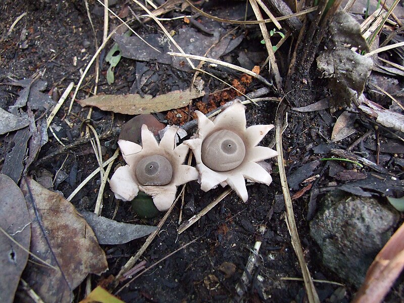 Lamington National Park