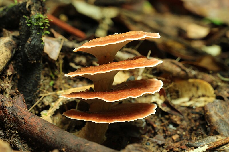 Tawau Hills National Park