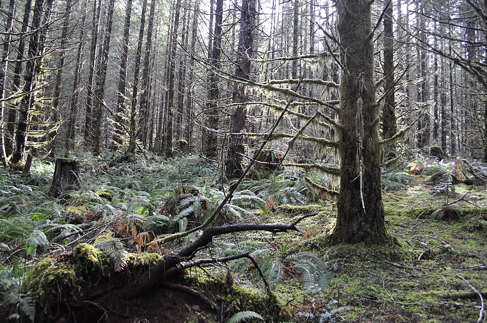 Tillamook State Forest