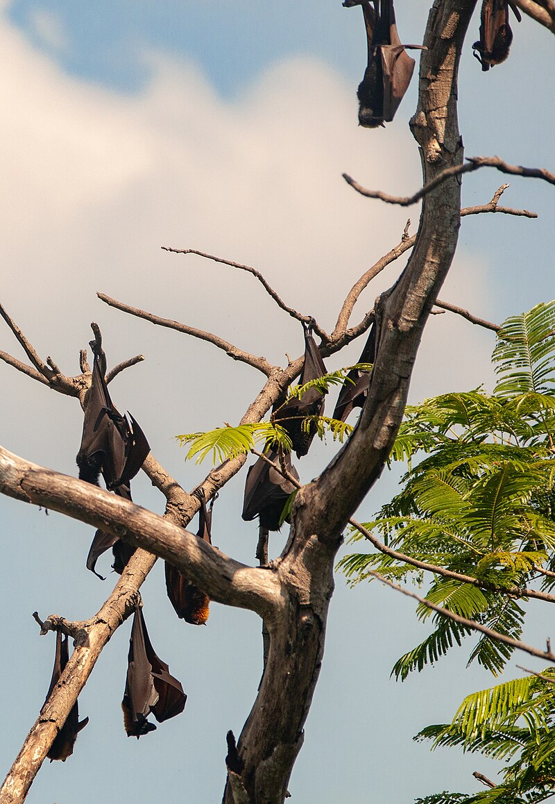 Bataan National Park