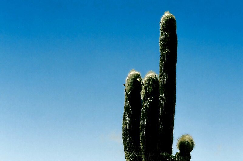 Los Cardones National Park