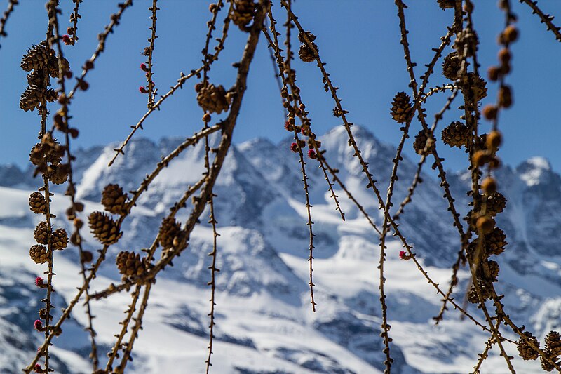 Gran Paradiso National Park