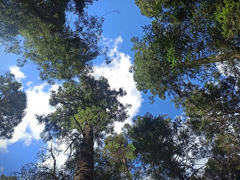 Monarch Butterfly Biosphere Reserve