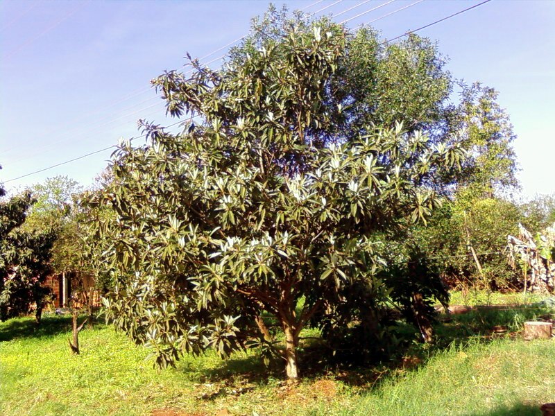 San Ignacio Miní