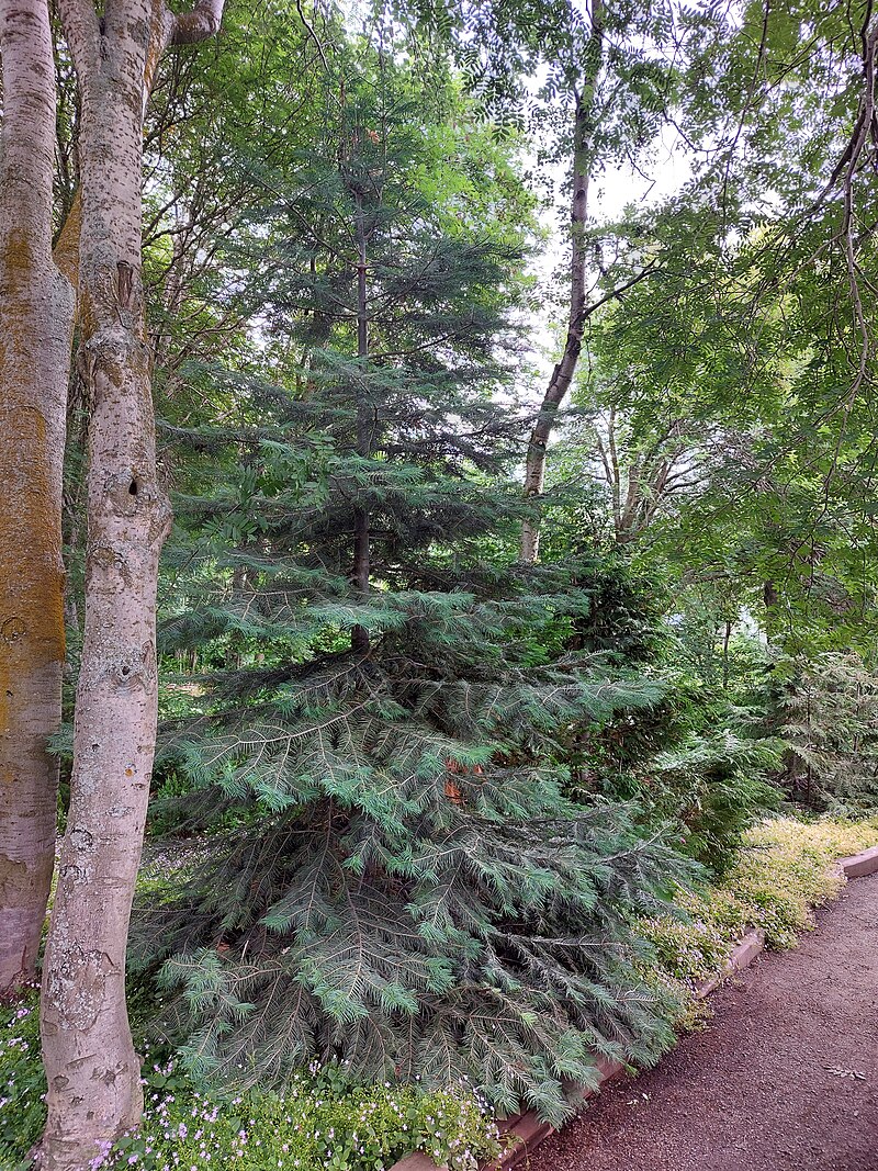 Akureyri Botanical Garden