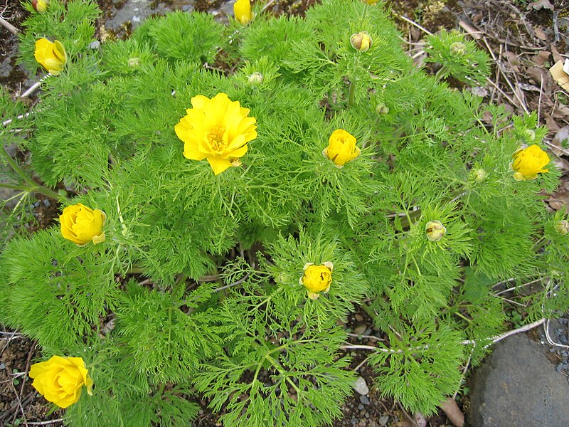 Reykjavík Botanic Garden