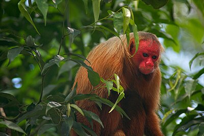 Sierra del Divisor National Park
