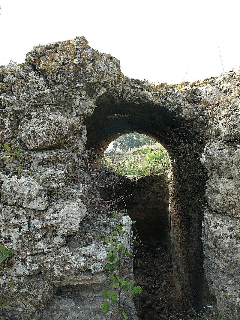 Lixus