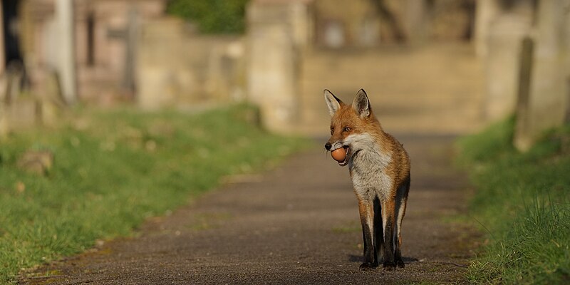 Brompton Cemetery