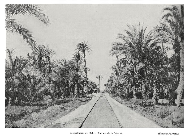 Palmeral of Elche