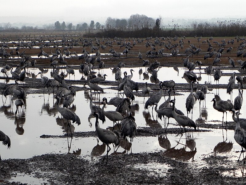 Hula Valley